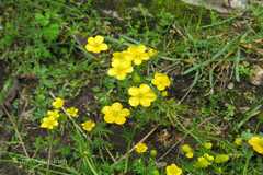 Ranunculus brotherusii